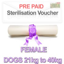 Sterilisation Voucher Pre-paid Female Dogs 21kg to 40kg