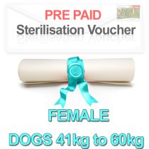 Sterilisation Voucher Pre-paid Female Dogs 41kg to 60kg