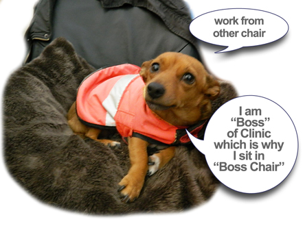 Hanly Vet Boss Chair