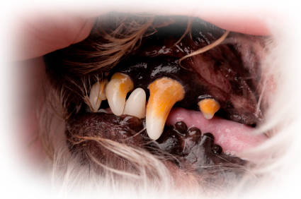 Check Pets Teeth regularly 