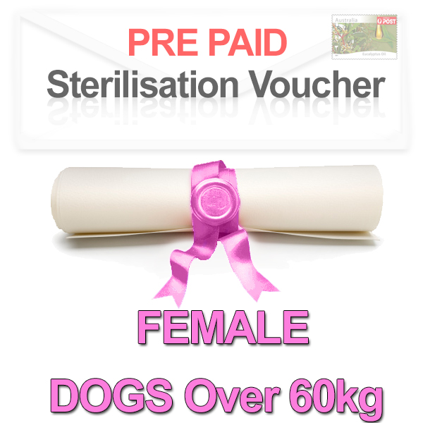 Sterilisation Voucher Pre -aid Female Dogs Over 60kg