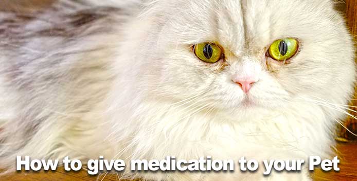 How to give medication to your Dog or Cat