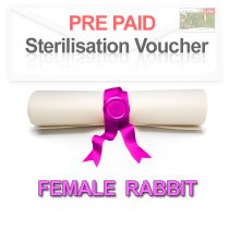 Pre paid Sterilisation for a Female Rabbit