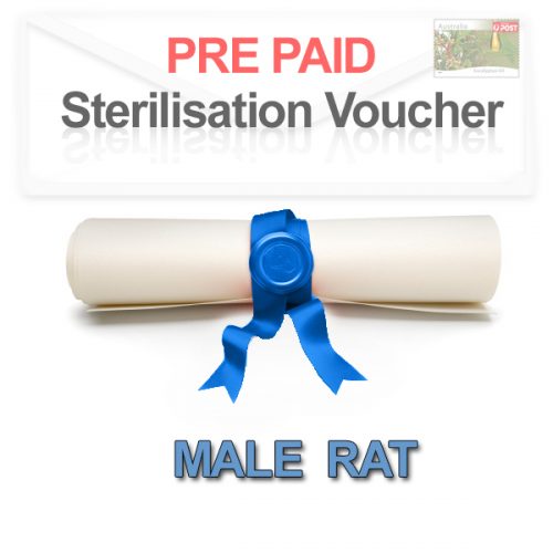 Pre paid Sterilisation for a Male Rat