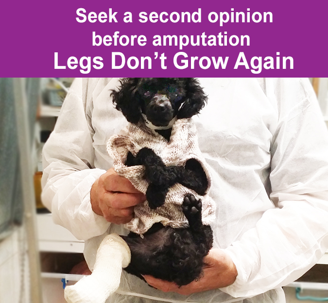 Seek a second opinion before amputation Legs Don’t Grow Again