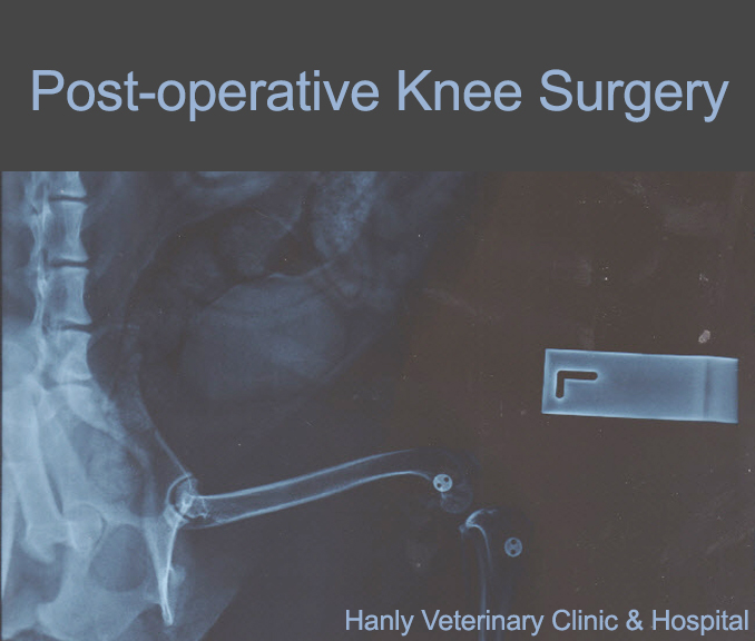 Post-operative Knee Surgery Hanly Veterinary Clinic