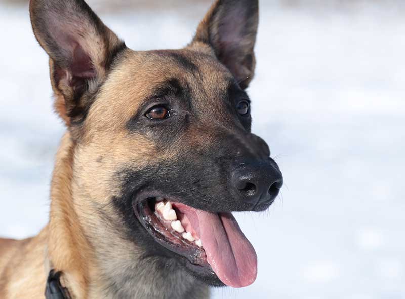 Any new lump or bump on your pets body