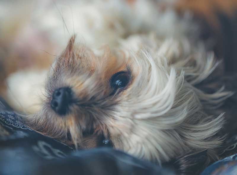 Convulsions Seizures Any sort of violent or mild shaking