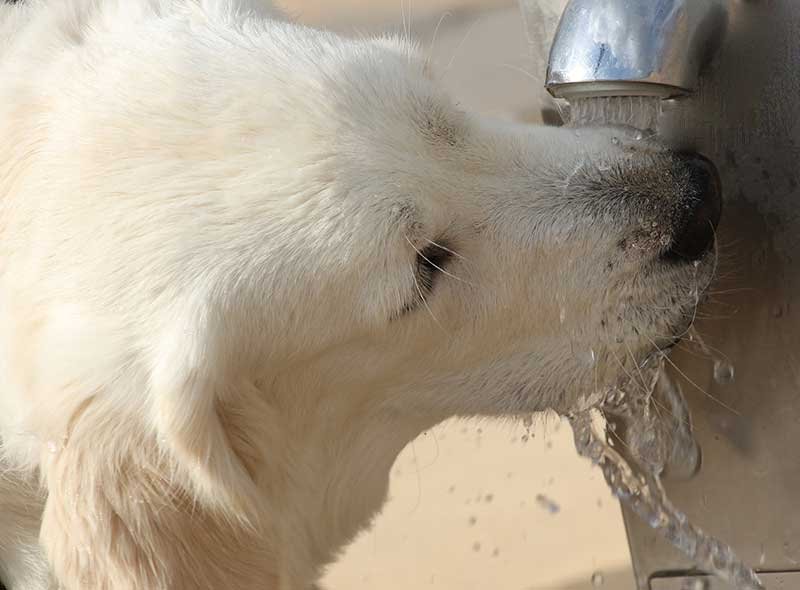 Drinking an excessive amount of water