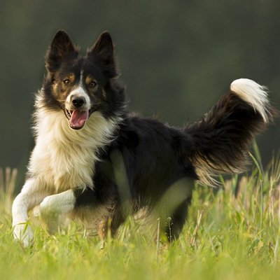 Female-Dogs-11kg-to-20kg