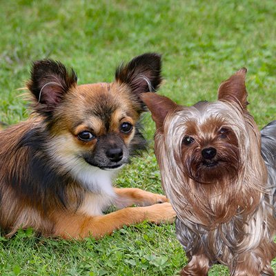 Female-Dogs-1kg-to-10kg