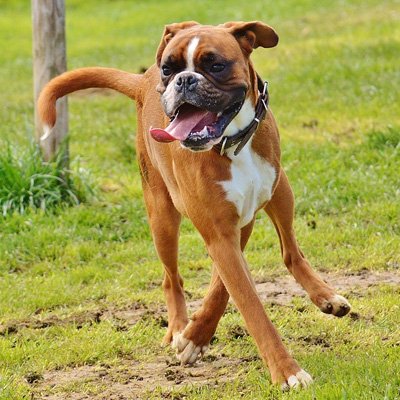 Female-Dogs-21kg-to-40kg