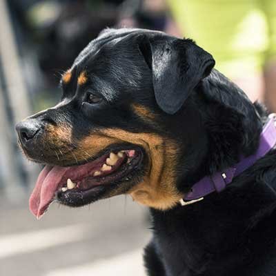 Female-Dogs-41kg-to-60kg