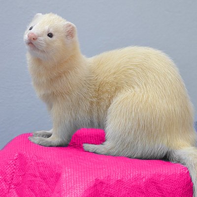 Pre Paid Sterilisation vouchers for Female Ferret