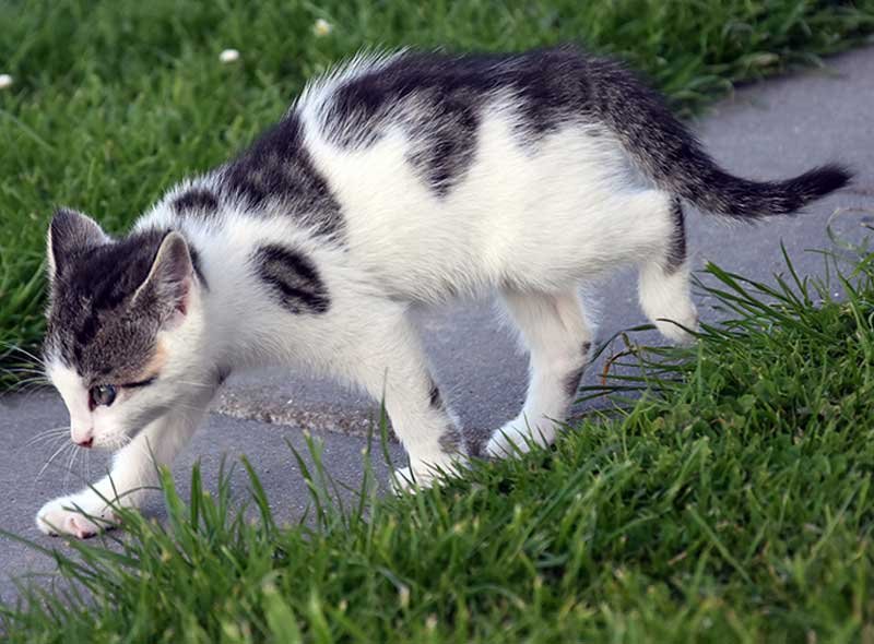 Limping or favoring of any limbs