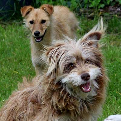 Male-Dogs-11kg-to-20kg