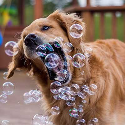 Male-Dogs-21kg-to-40kg