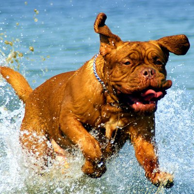 Male-Dogs-41kg-to-60kg