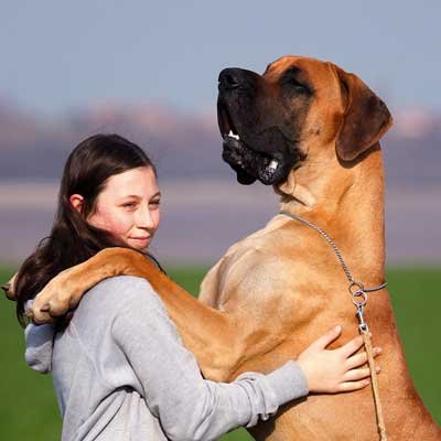 Male Dog Over 60kg