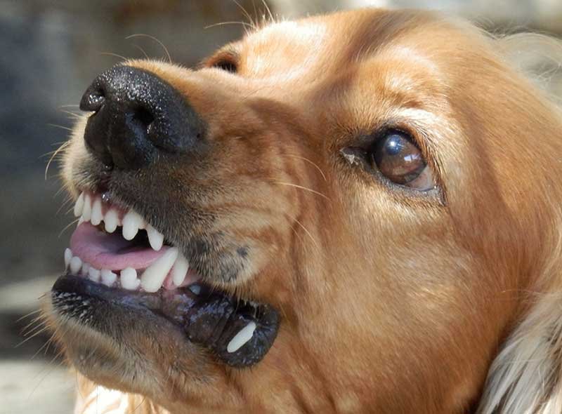 Normally docile pet becomes aggressive