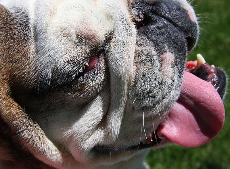 Eye Problems Redness Discharge Squinting