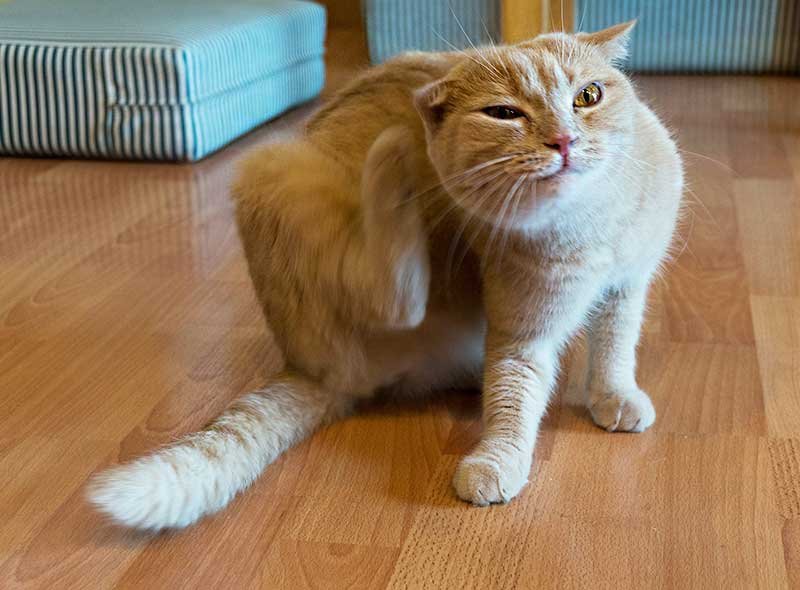 Scratching at the face eyes or ears