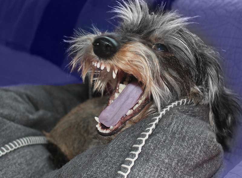 coughing or bluish tint of your pets tongue