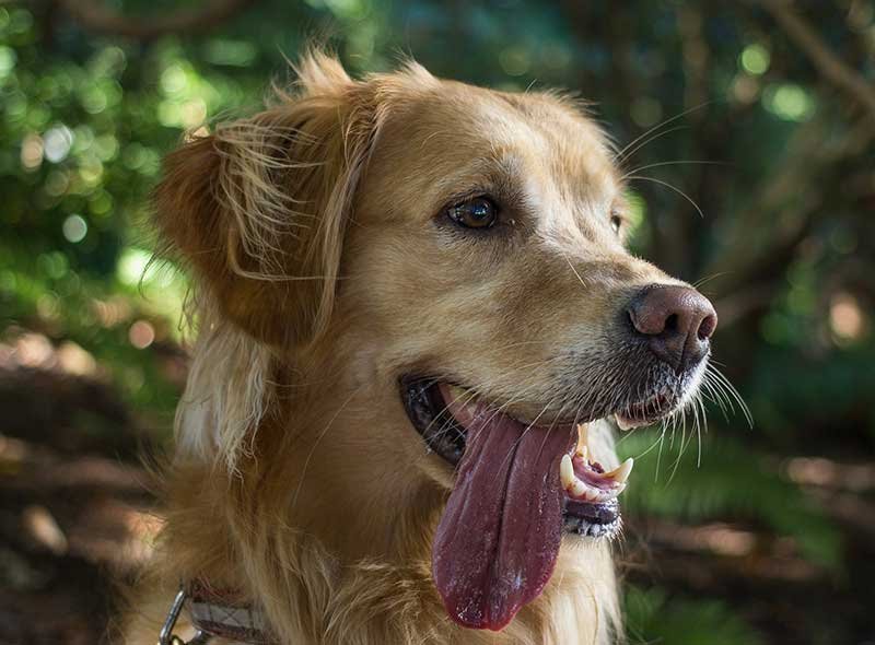 rapid panting over an extended period of time