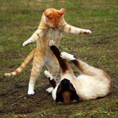 Consultation Fees for Cats