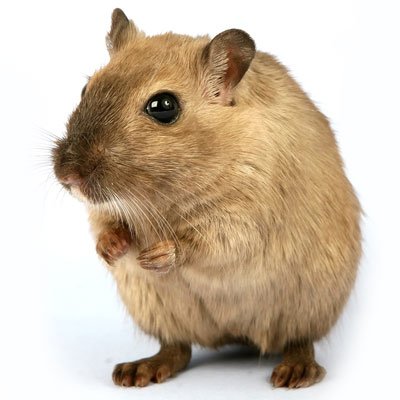 Vaccination Price Guide