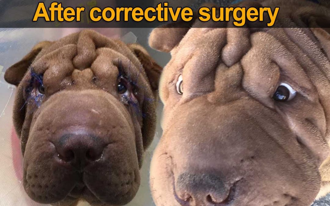 Sharpei Eyes Is your Dog Going Blind
