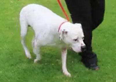 American Bulldog presented with total collapse