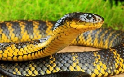 Snake Bites in Australia