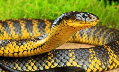 Snake Bites in Australia