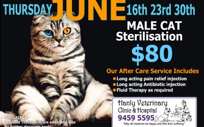 Male Cat Sterilisation $80 Thursday June 16th 23rd 30th