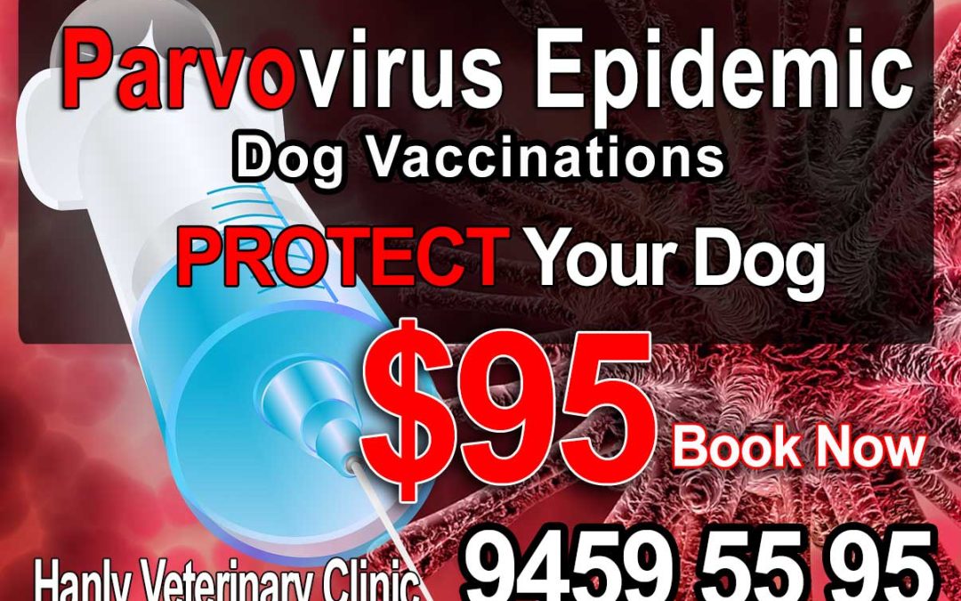 We are urging all pet owners to take action in response to the current parvovirus epidemic