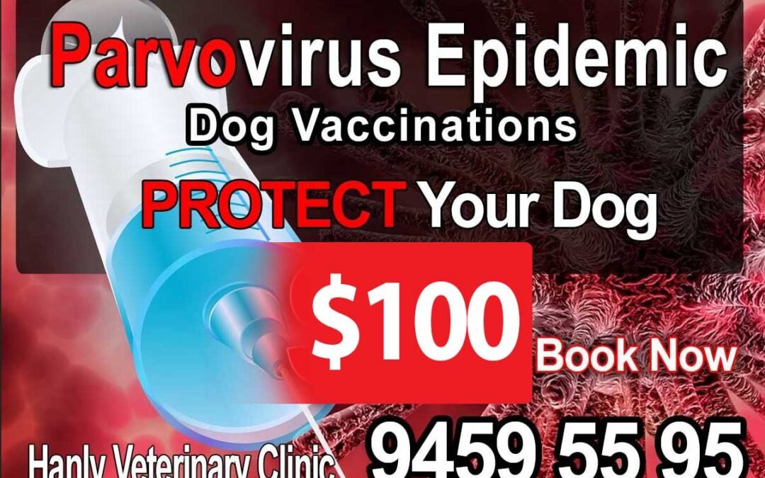Parvovirus Epidemic Please Vaccinate all Dogs